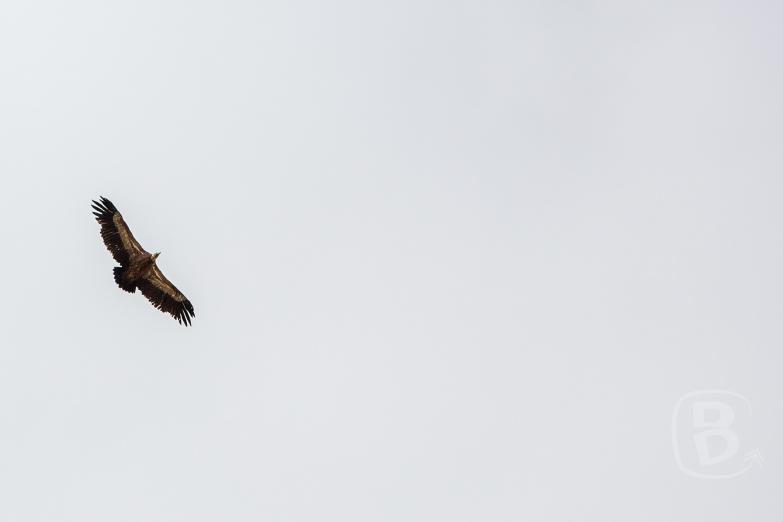 RDGA | Col de la Croix de Fer - Adler