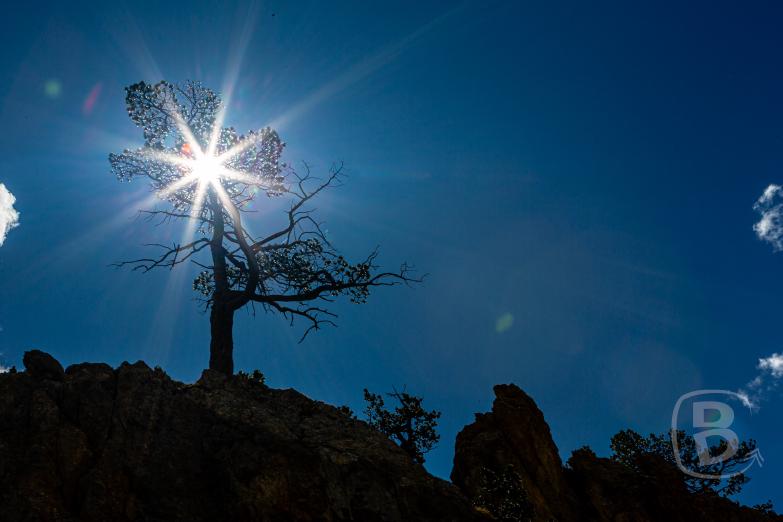 RDGA | Baum am Parcheggio Casse desert