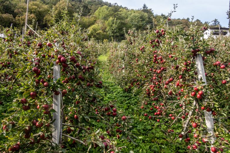 Marlinger Waalweg | Apfelbäume