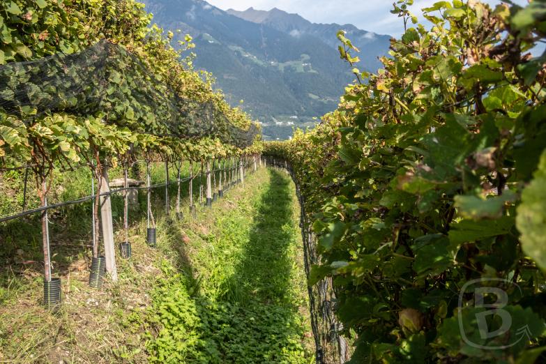 Marlinger Waalweg | Weinreben