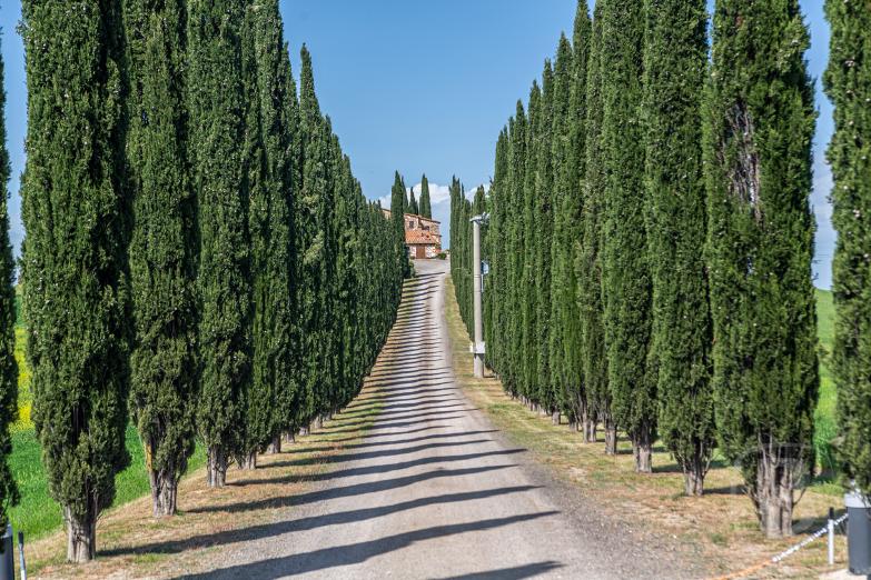 Castiglione d’Orcia | Viale di Cipressi