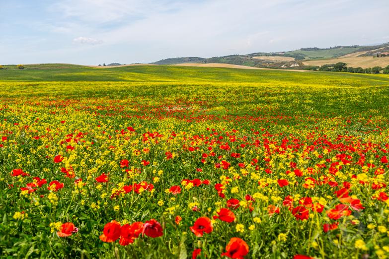 San Quirico d’Orcia | Blumenfeld