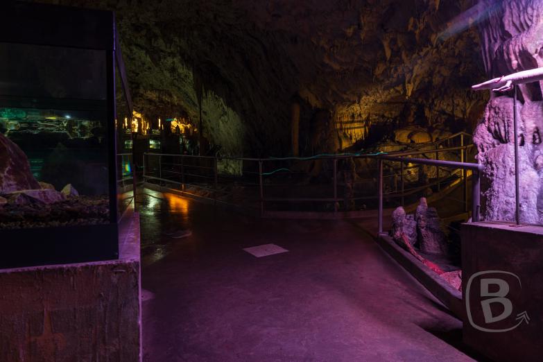 Slowenien/Postojna | Vivarium in der Höhle von Postojna
