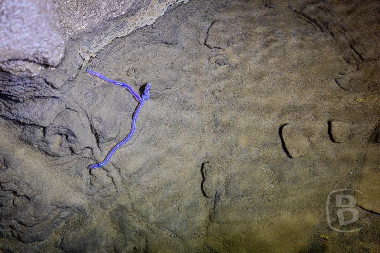 Slowenien/Križna jama | Purple-Wurm (2. größtes Höhlentier)