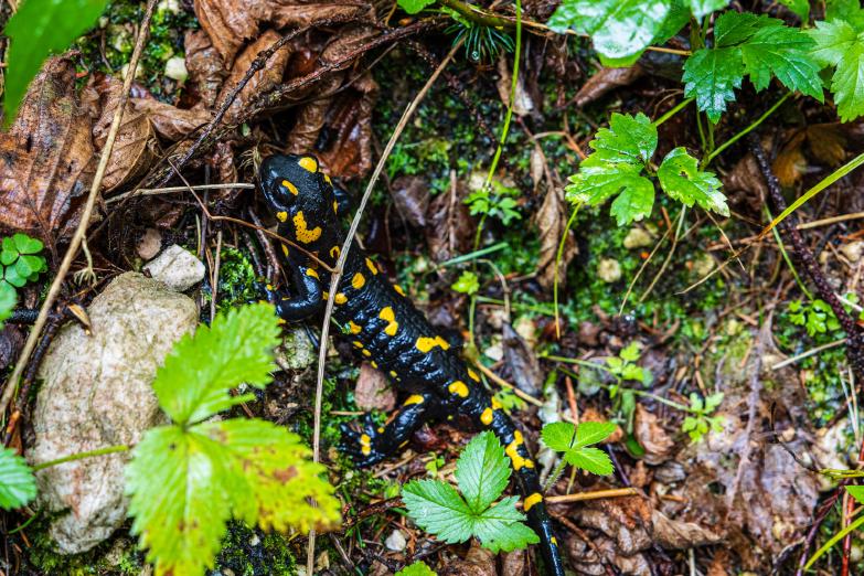 Slowenien/Bovec | Feuersalamander
