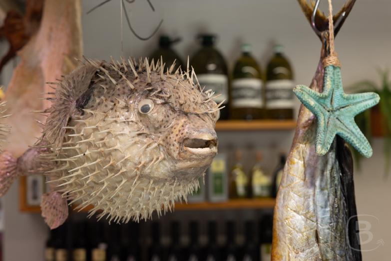 Seidenbörse | Kugelfisch im Mercado Central