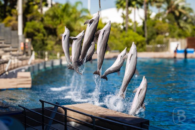 Valencia | Aquarium | Delfinarium