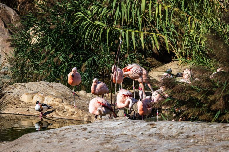 Valencia | Aquarium | Flamingos