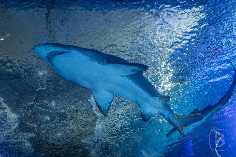 Valencia | Aquarium | Haifischtunnel
