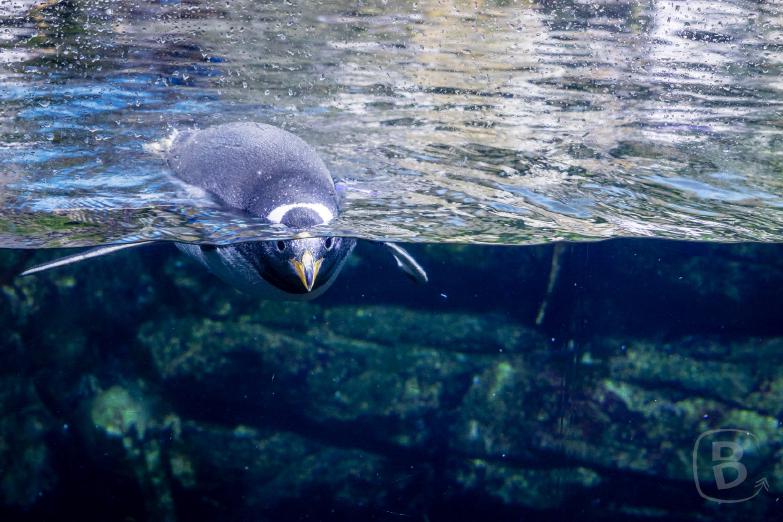 Valencia | Aquarium | Pinguin
