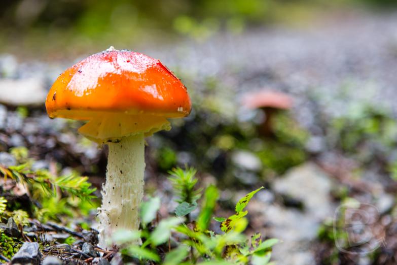 Moostalwanderweg | Fliegenpilz