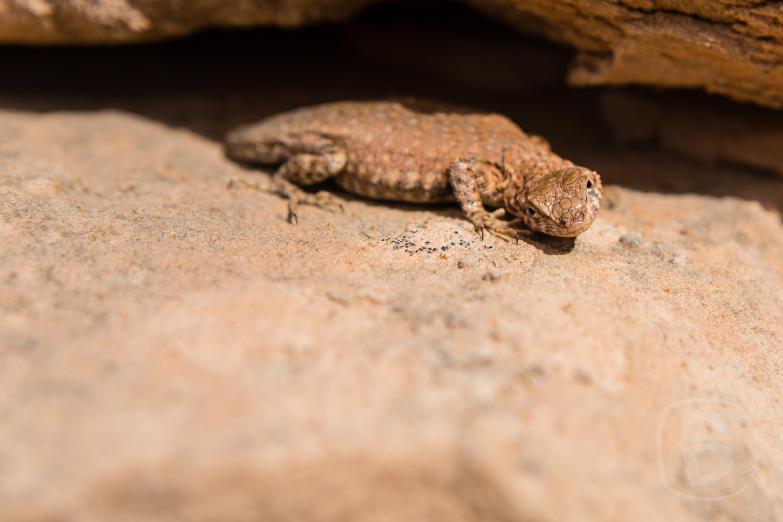 Canyonlands National Park / Island in the Sky | Eidechse