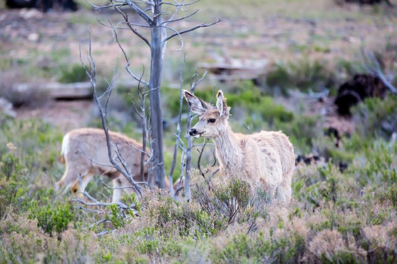Bryce Canyon | Mule Deer