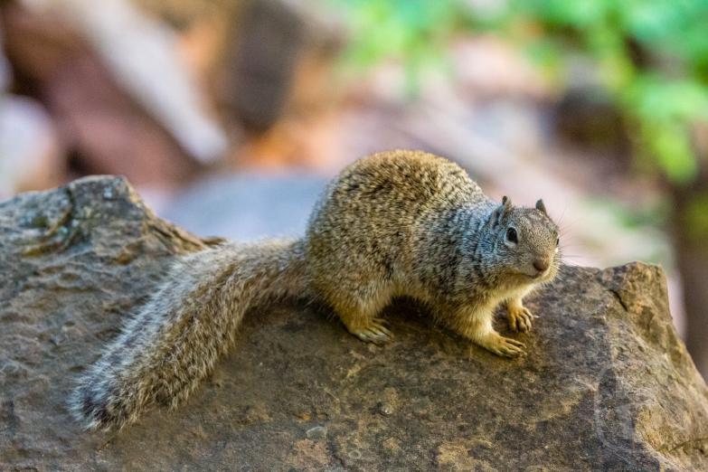 Zion National Park | Squirrel