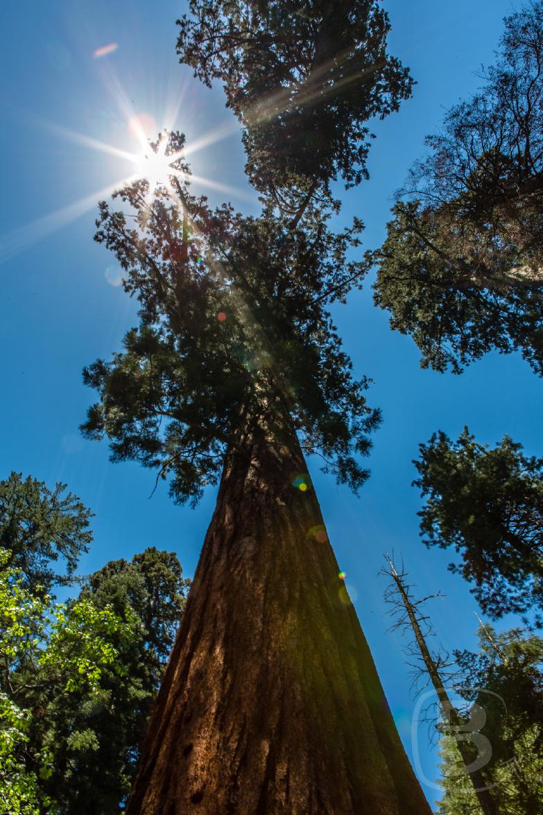 Sequoia National Park | Sequoia im Gegenlicht