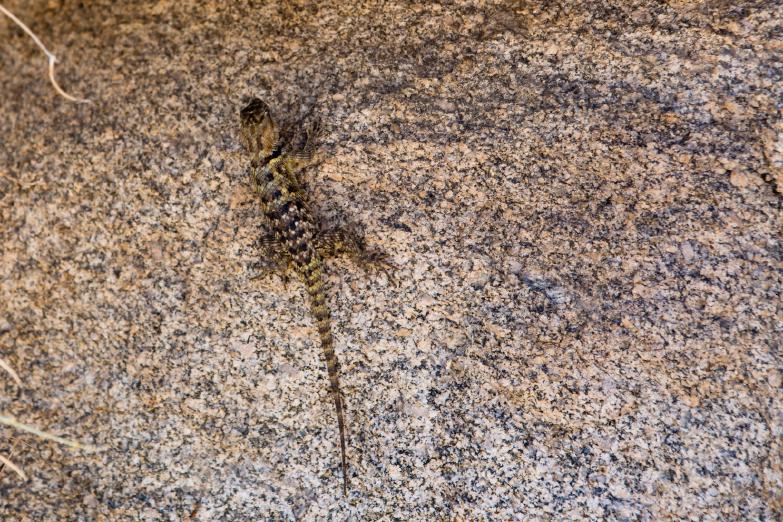 Joshua Tree Nationalpark | Eidechse