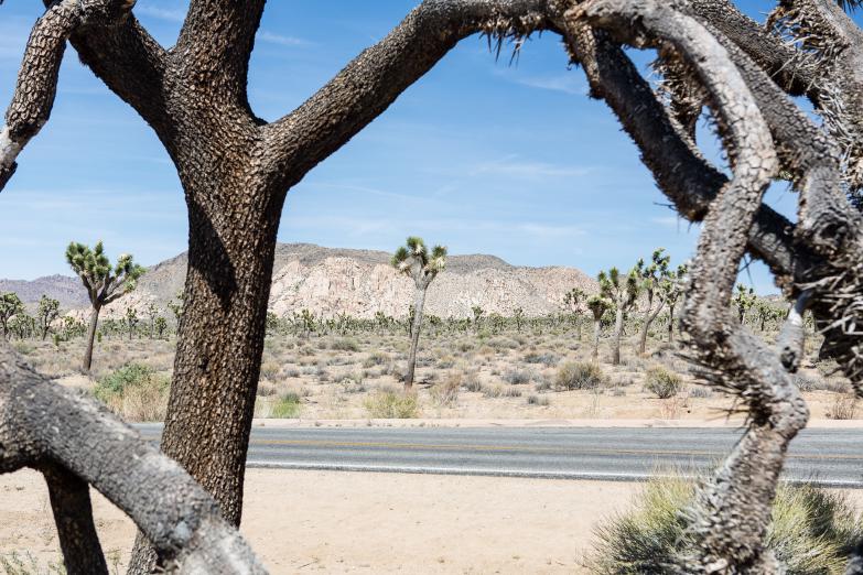 Joshua Tree Nationalpark | Blick durch einen Joshua Tree