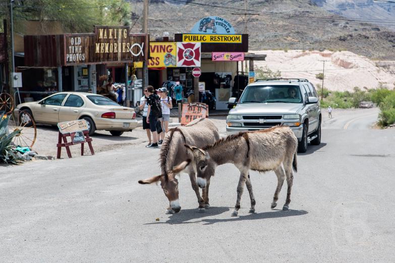 Oatman | Esel auf der Straße