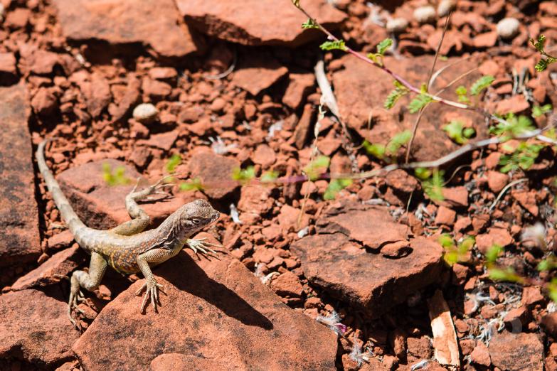Red Rock State Park | Eidechse auf dem Weg zum Eagles Nest Overlook