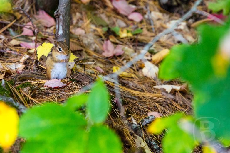 Echo Lake State Park | Chipmunk