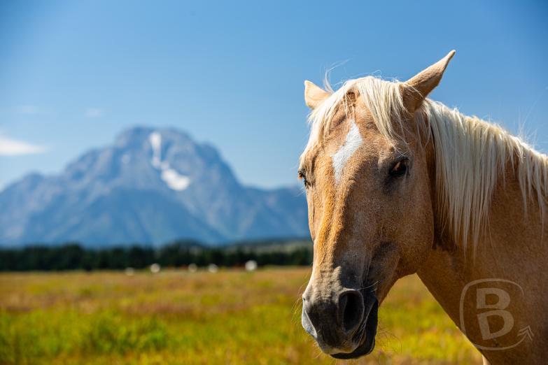 Teton NP | Elk Ranch Flats