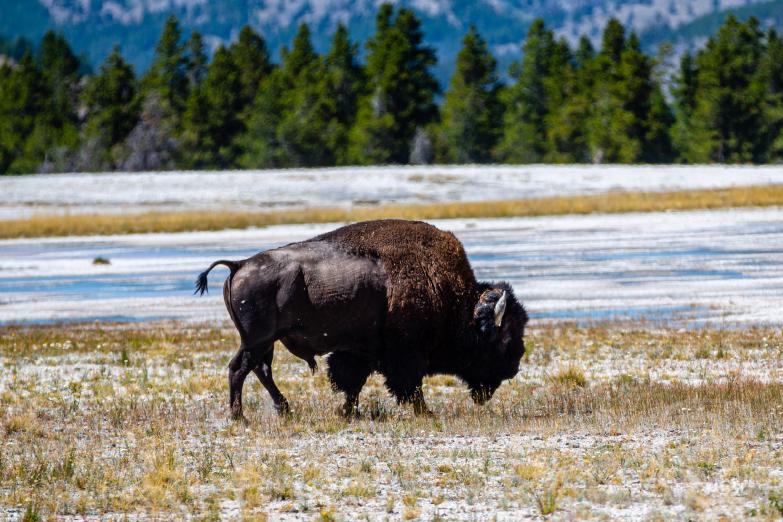 Yellowstone NP | Bison am Straßenrand