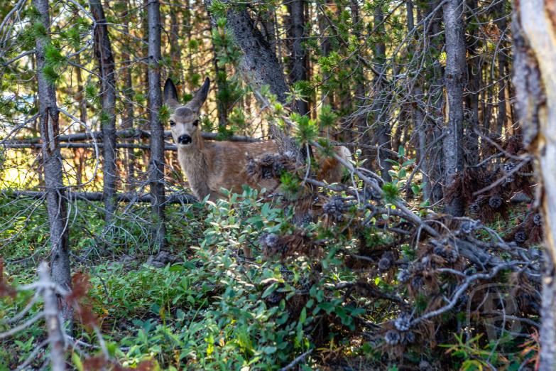 Yellowstone NP | Elk am Upper Fall im Yellowstone Canyon
