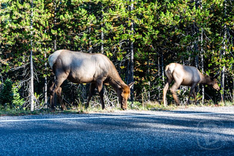 Yellowstone NP | Moose und Kalb