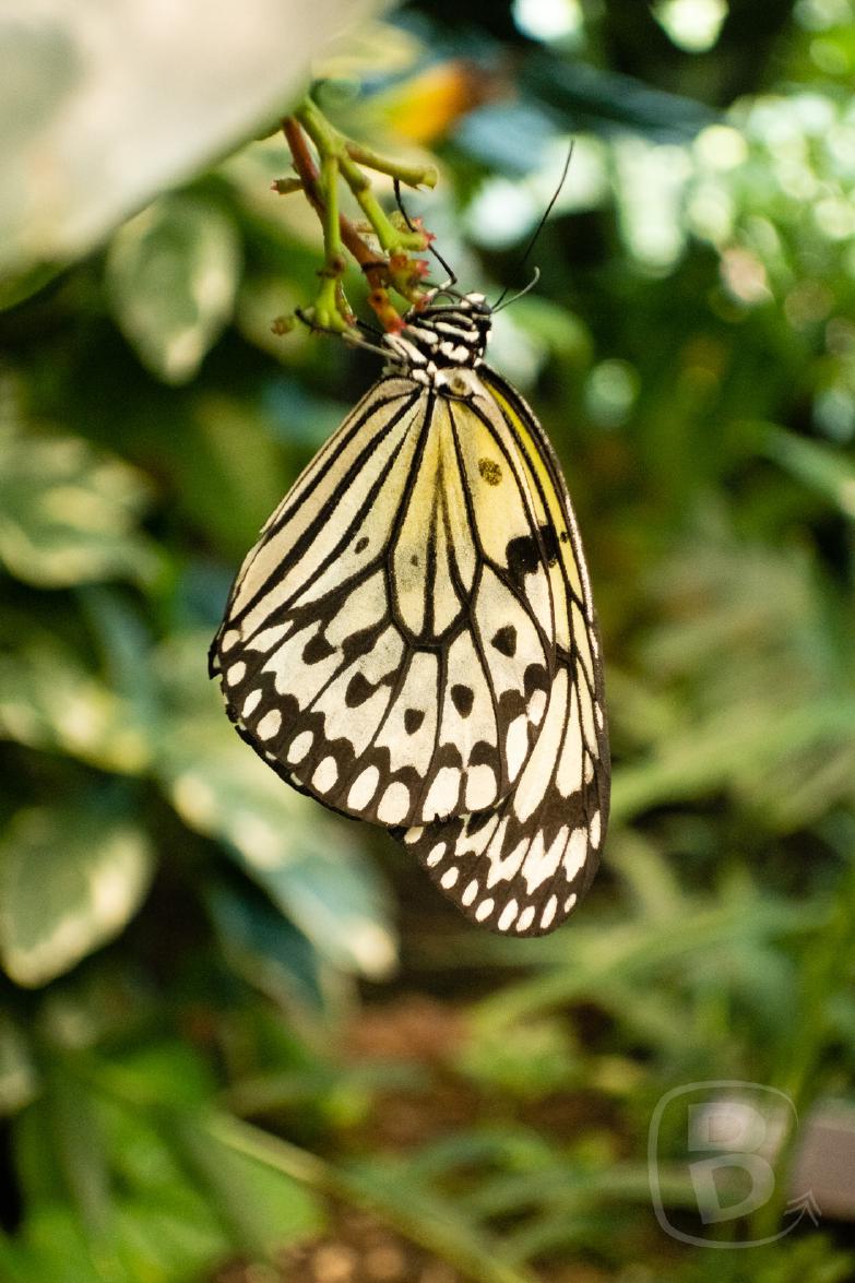 PaSci | Tropical Butterfly House
