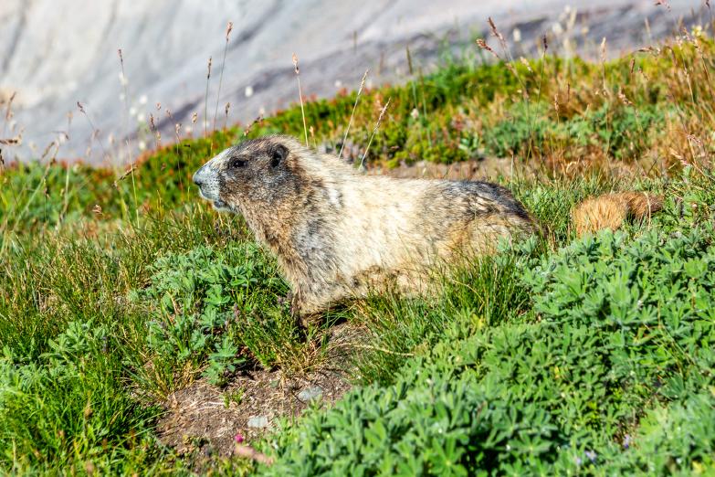 Mount Rainier | Marmot