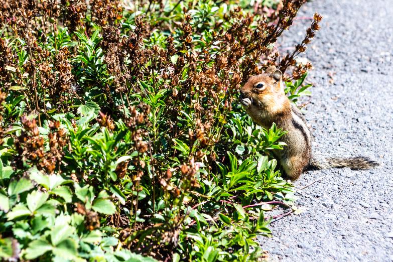 Mount St Helens | Chipmunk am Johnston Ridge Obeservatory