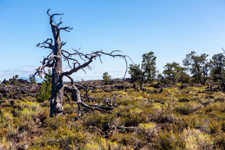 Craters Of The Moon | Devils Orchard Nature Trail
