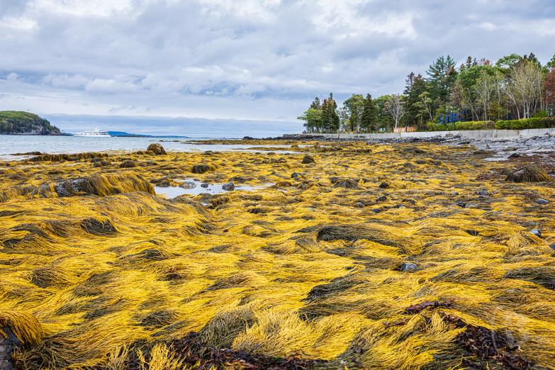Maine | Bar Harbor - Shore Path