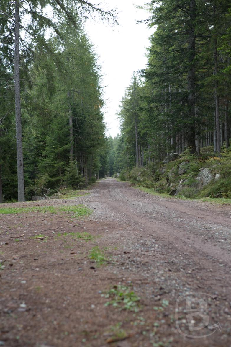 Forstweg zur Wurzer Alm